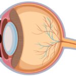 The Anatomy of Bělmo: More Than Just an Eye Component