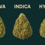Understanding the Differences Between Indica, Sativa, and Hybrid Strains