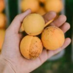 The Sweet Benefits of Apricot Dry Fruit: A Nutritional Powerhouse