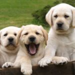Why PetQrdas.com is a Must-Visit Site for Every Pet Owner