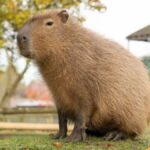 Discovering the Cadibara: Nature’s Chillest Rodent