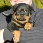 Exploring the Art of Rodwajlery: A Comprehensive Guide