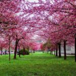 Vasant Rutu: A Celebration of Renewal and Rebirth