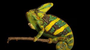 chameleónovité
