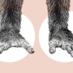 The Evolution of Nebs6ak: Tracing Its Origins and Impact