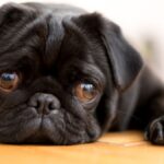 Understanding the Pugalier Lifespan: What Every Dog Owner Should Know