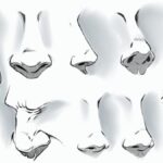 Mastering the Loomis Method: A Step-by-Step Guide for Aspiring Artists